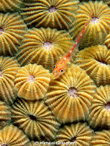 Goby on hard coral, PNG by Michael Gallagher 